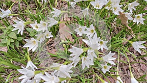 The White flowers named onion lily is a flowering plant grown in Ratchaburi province