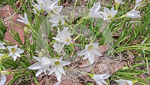 The White flowers named onion lily is a flowering plant grown in Ratchaburi province