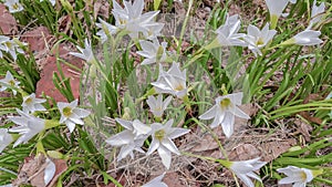 The White flowers named onion lily is a flowering plant grown in Ratchaburi province