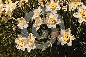 White flowers Narcissus background.