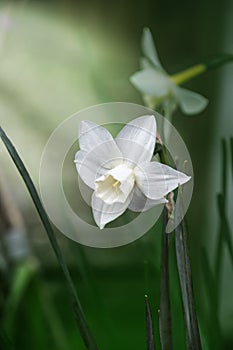 White flowers. Narcissus is a genus of predominantly spring flowering perennial plants of the amaryllis family, Amaryllidaceae.