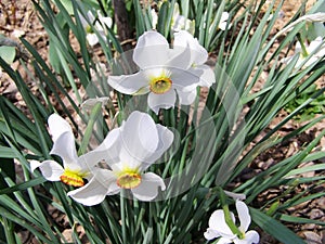 White flowers - narcissus plant