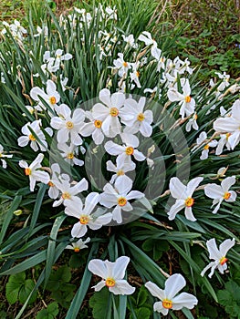 White flowers ,nature,green