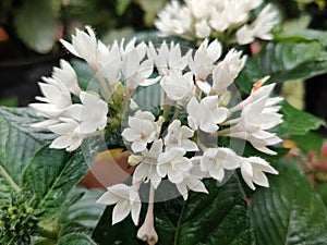 White flowers of nature love at rain