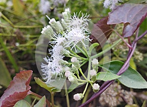 White flowers near a pond known as Chromolaena odorata, Eupatorium odoratum, Osmia odorata.