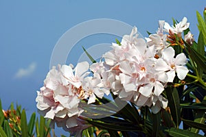 White flowers of nerium oleander