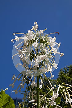 White flowers of nicotiana sylvestris against blue sky