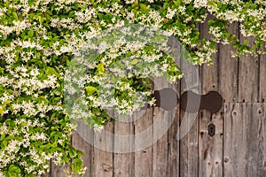 white flowers on the old wooden door