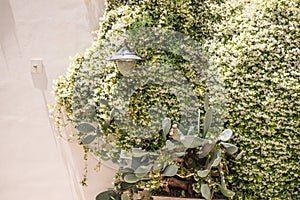 white flowers on the old wooden door in Noto, Sicily