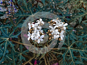 white flowers and orange boutiques and leaves like papaya