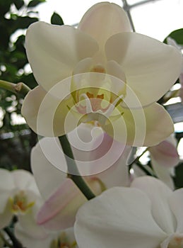 White flowers OrchidÃ¡ceae