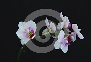 White flowers of the orhid phalaenopsis on the black background.