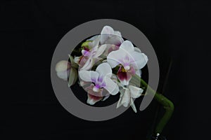 White flowers of the orhid phalaenopsis on the black background.