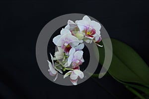 White flowers of the orhid phalaenopsis on the black background.