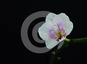 White flowers of the orhid phalaenopsis on the black background.