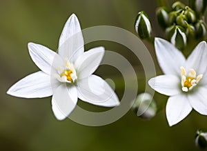 White flowers of Ornithogalum umbellatum