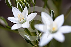 White flowers of Ornithogalum umbellatum