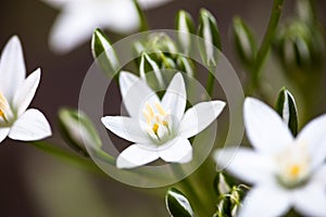 White flowers of Ornithogalum umbellatum