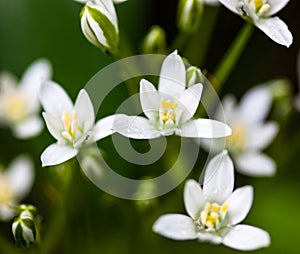 White flowers of Ornithogalum umbellatum