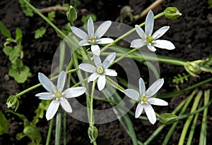 White Flowers Of Ornithogalum Umbellatum