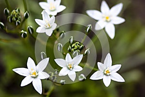 White flowers of Ornithogalum umbellatum