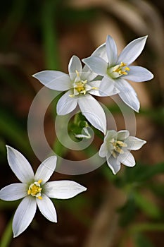 White flowers - Ornithogalum umbellatum