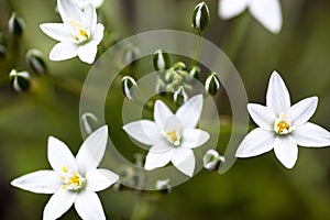 White flowers of Ornithogalum umbellatum