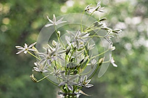 White flowers of Ornithogalum umbellatum or Star of Bethlehem