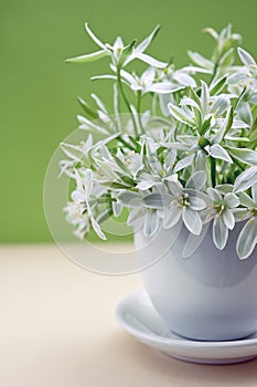 White flowers of Ornithogalum umbellatum or Star of Bethlehem