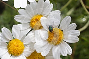 White flowers of oxeye daisy with a fly