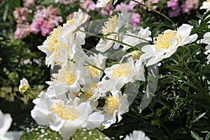 White flowers of Paeonia lactiflora cultivar Moon of Nippon. Flowering peony in garden
