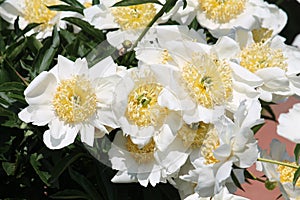 White flowers of Paeonia lactiflora cultivar Moon of Nippon. Flowering peony in garden