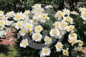 White flowers of Paeonia lactiflora cultivar Moon of Nippon. Flowering peony in garden