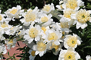 White flowers of Paeonia lactiflora cultivar Moon of Nippon. Flowering peony in garden