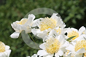 White flowers of Paeonia lactiflora cultivar Moon of Nippon. Flowering peony in garden