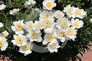 White flowers of Paeonia lactiflora cultivar Moon of Nippon. Flowering peony in garden