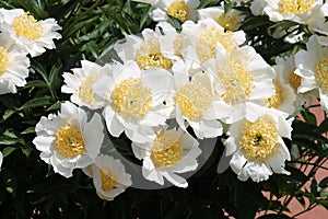 White flowers of Paeonia lactiflora cultivar Moon of Nippon. Flowering peony in garden