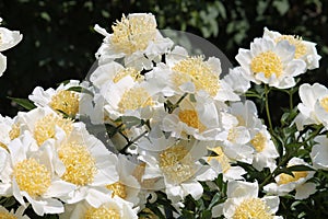 White flowers of Paeonia lactiflora cultivar Moon of Nippon. Flowering peony in garden