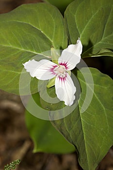 White flowers of painted trillium in Newbury, New Hampshire. photo