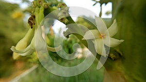 White flowers, papaya flower, papaya, which is the breeding and propagation.