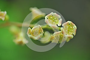 White flowers in a park photo