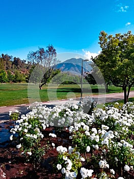 White flowers in Parque Bicentenario, Santiago de Chile photo