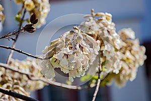 White flowers of paulownia tree blossoming in the park, spring.