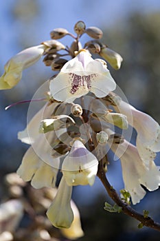 White flowers of paulownia tree blossoming in the park, spring.