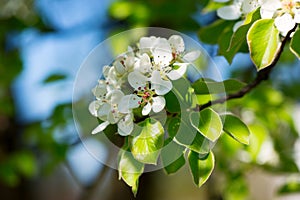 White flowers of a pear tree in the spring garden. Spring seasonal floral background with soft pear flowers.