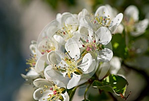 White flowers of a pear tree in the spring garden. Spring seasonal floral background with soft pear flowers.