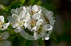 White flowers of a pear tree in the spring garden. Spring seasonal floral background with soft pear flowers.