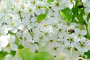 White flowers of pear trees