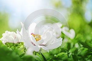 White flowers peonies flowering on background peonies. Spring or summer nature scene