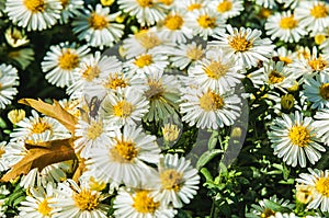 White flowers of a perennial aster.Fly on a flower.